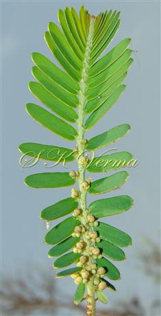 Leafy shoot with male flowers